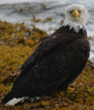 eagle